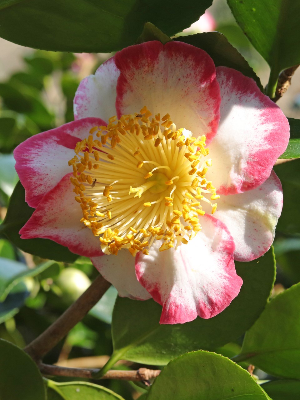 C. japonica 'Okan' (Higo)